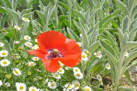 Coquelicot3W