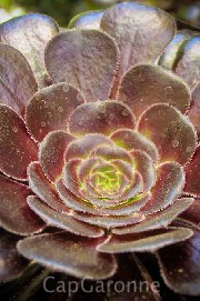 Aeonium2W