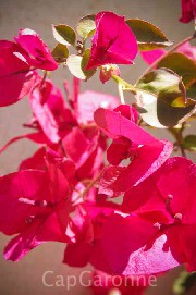 Bougainville1W